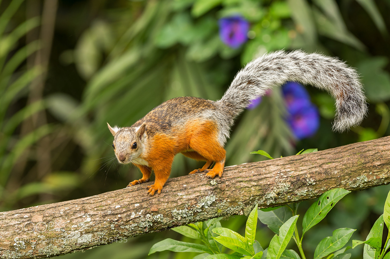 Nikon D4 sample photo. Variegated squirrel photography