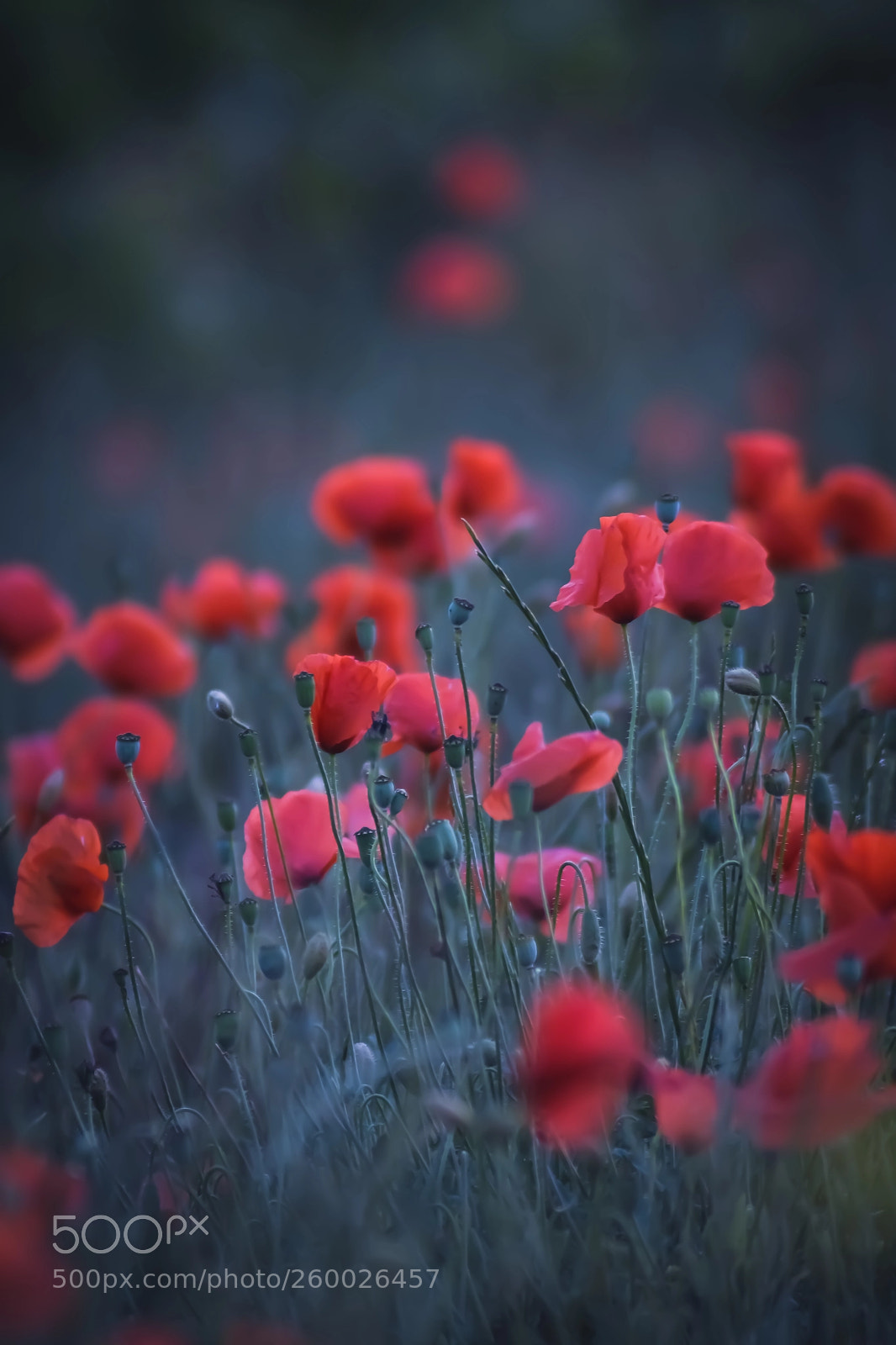 Nikon D3400 sample photo. Poppy photography