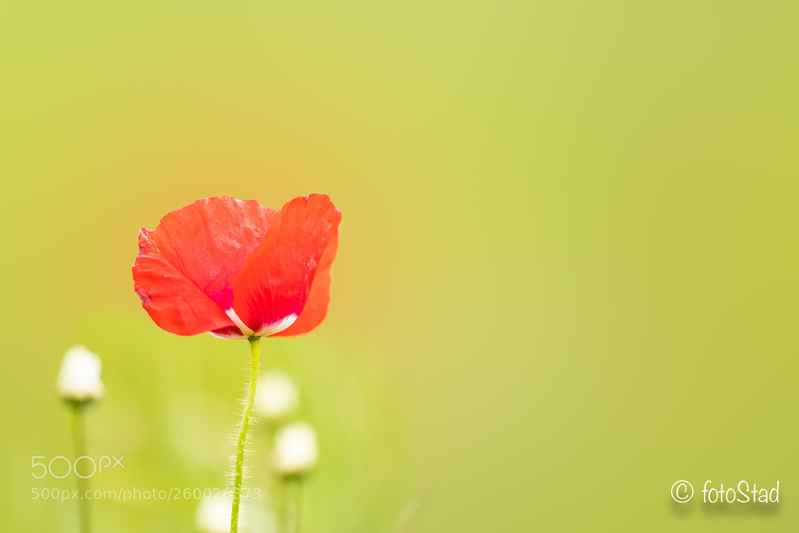 Canon EOS 6D Mark II sample photo. Summerflowers photography