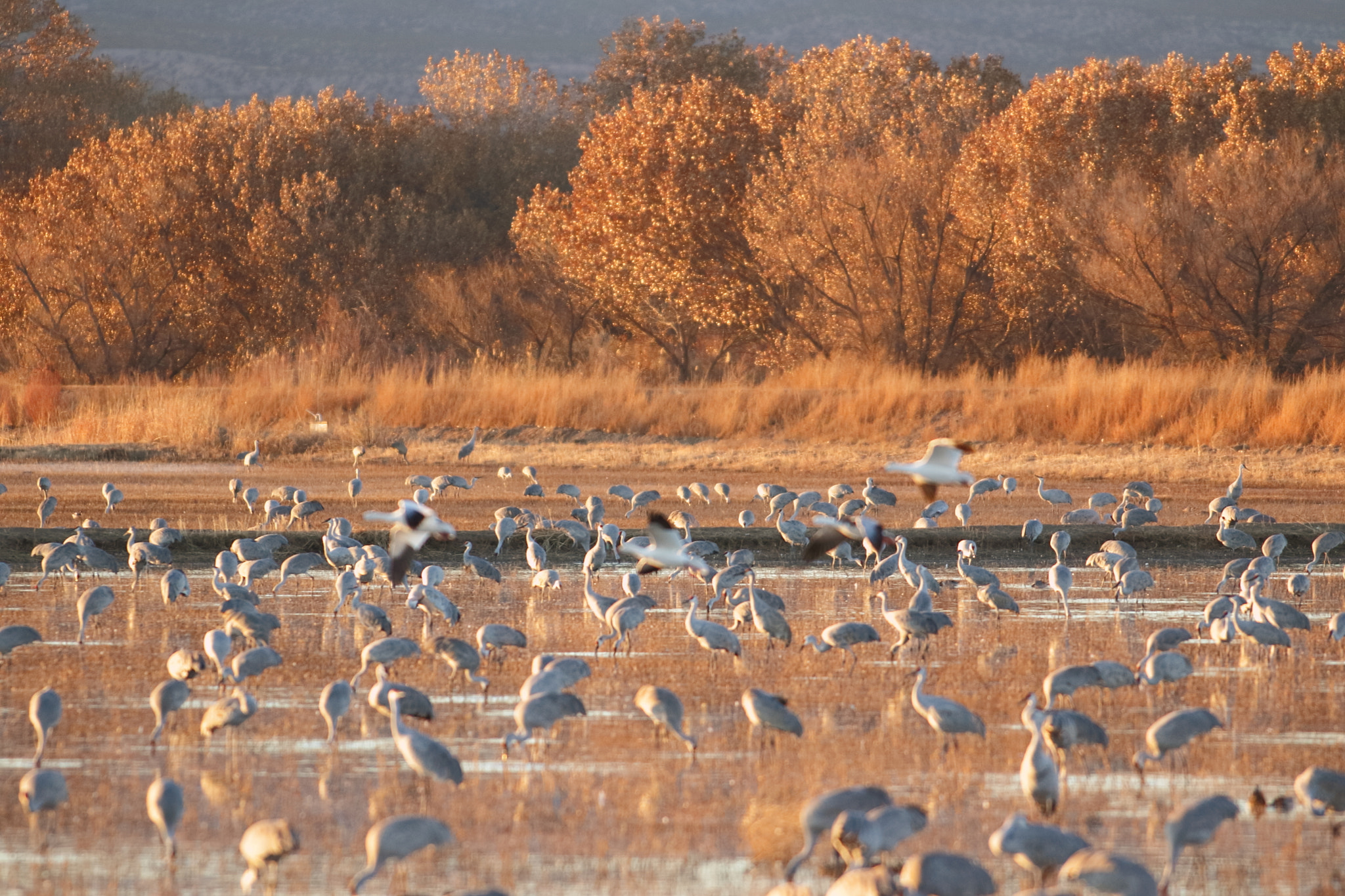 Canon EOS 7D Mark II + Canon EF 300mm f/2.8L sample photo. Wa photography