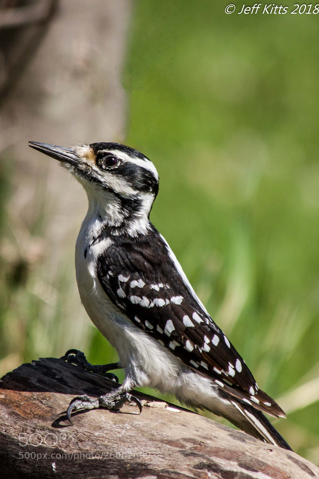 Canon EOS 7D sample photo. 7792- woodpecker # 26 photography