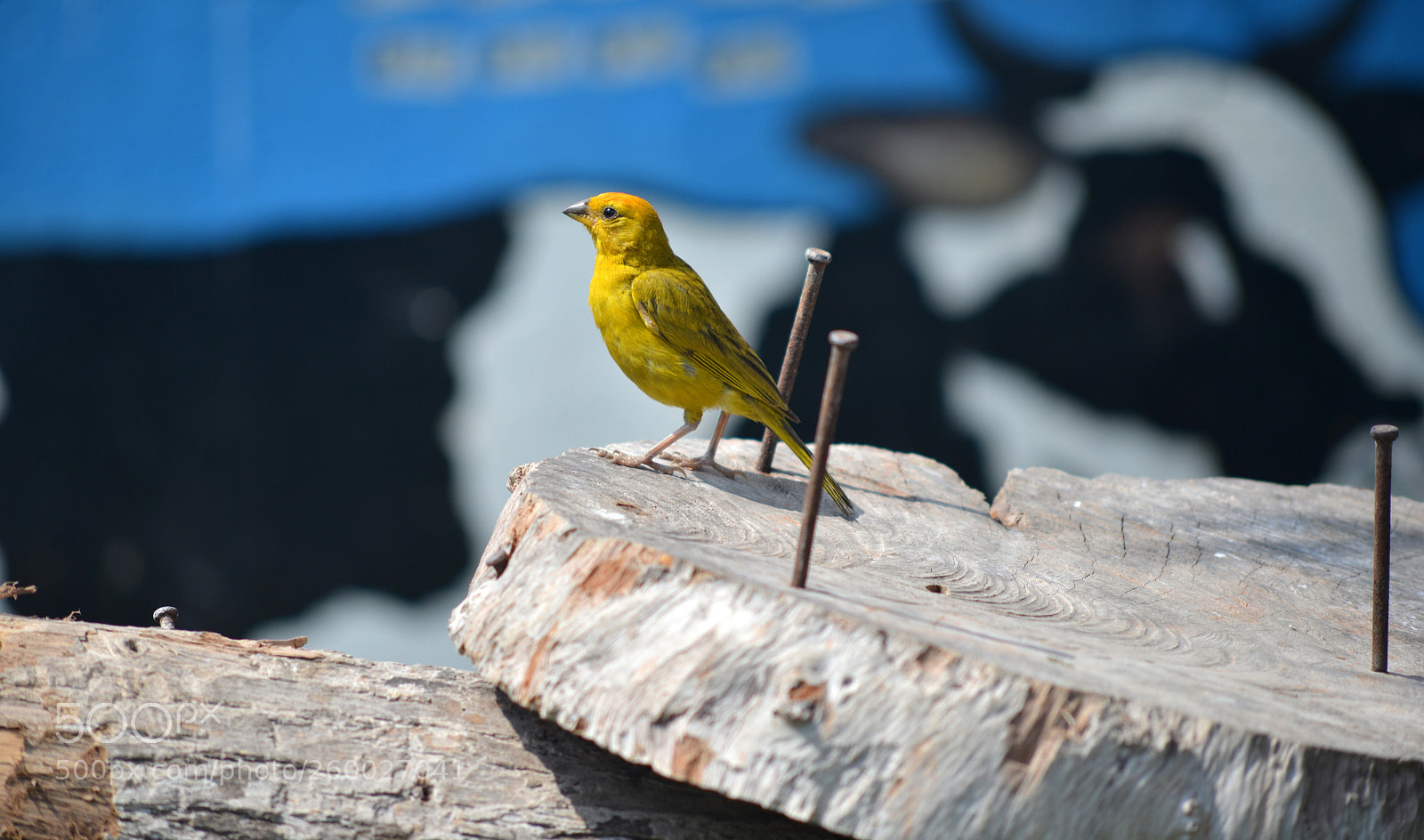 Nikon D600 sample photo. Saffron finch photography