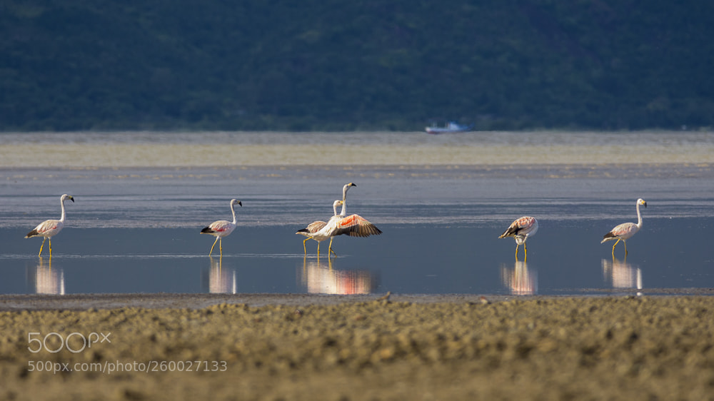 Nikon D7200 sample photo. Andean flamingo photography