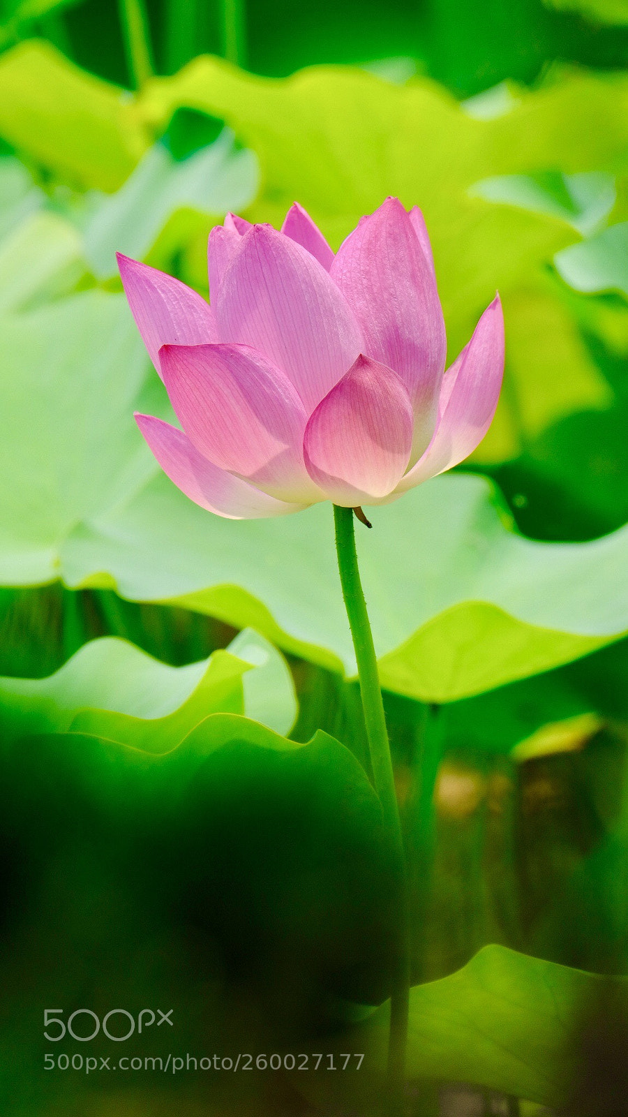 Fujifilm X-H1 sample photo. Lotus photography