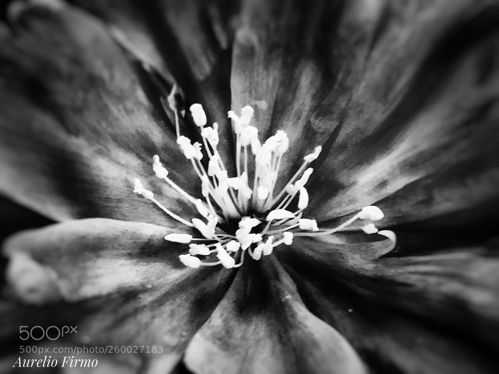 Apple iPhone 7 Plus sample photo. Flower  photography