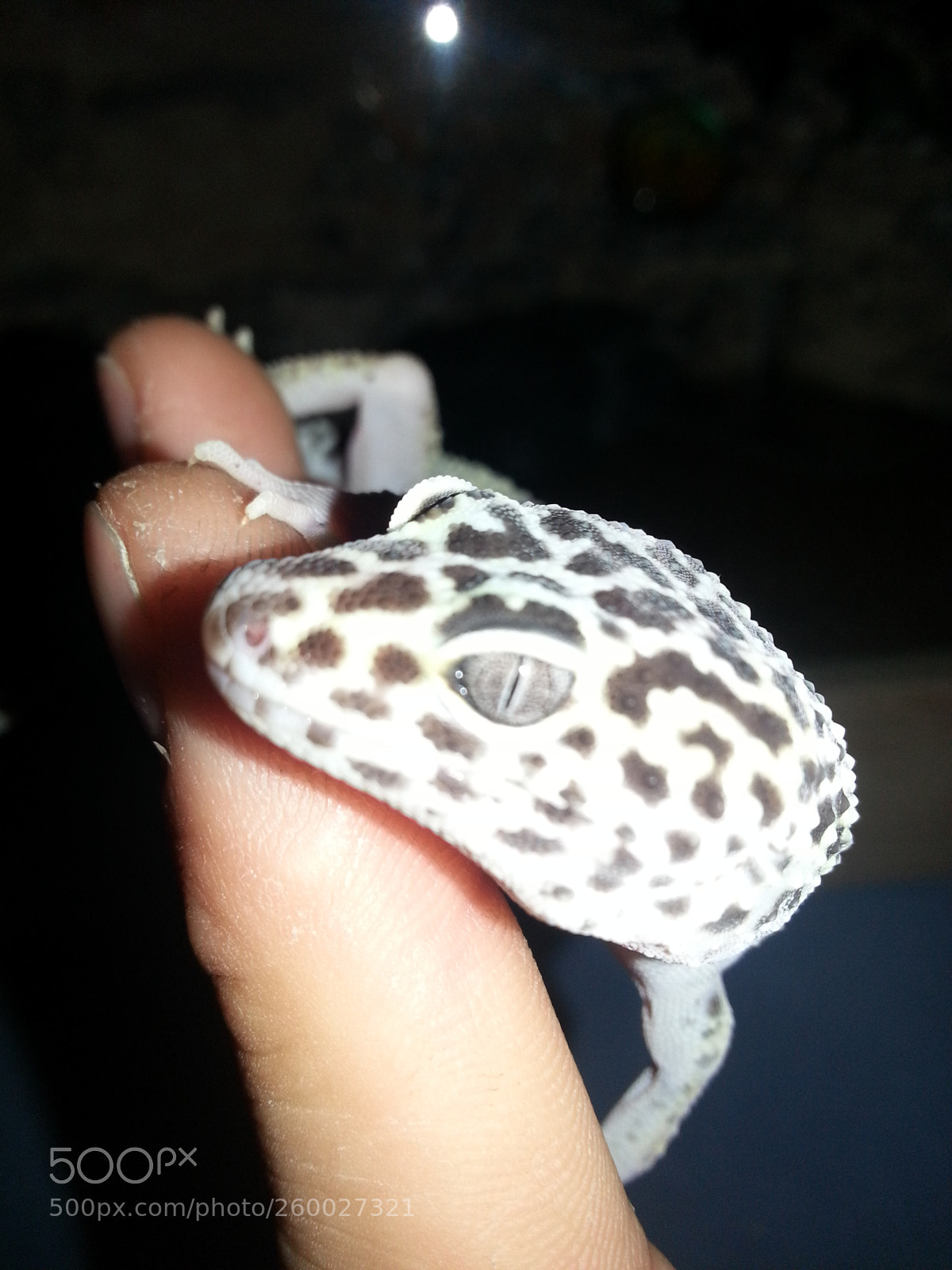 Samsung Galaxy S3 sample photo. Gecko lizard photography