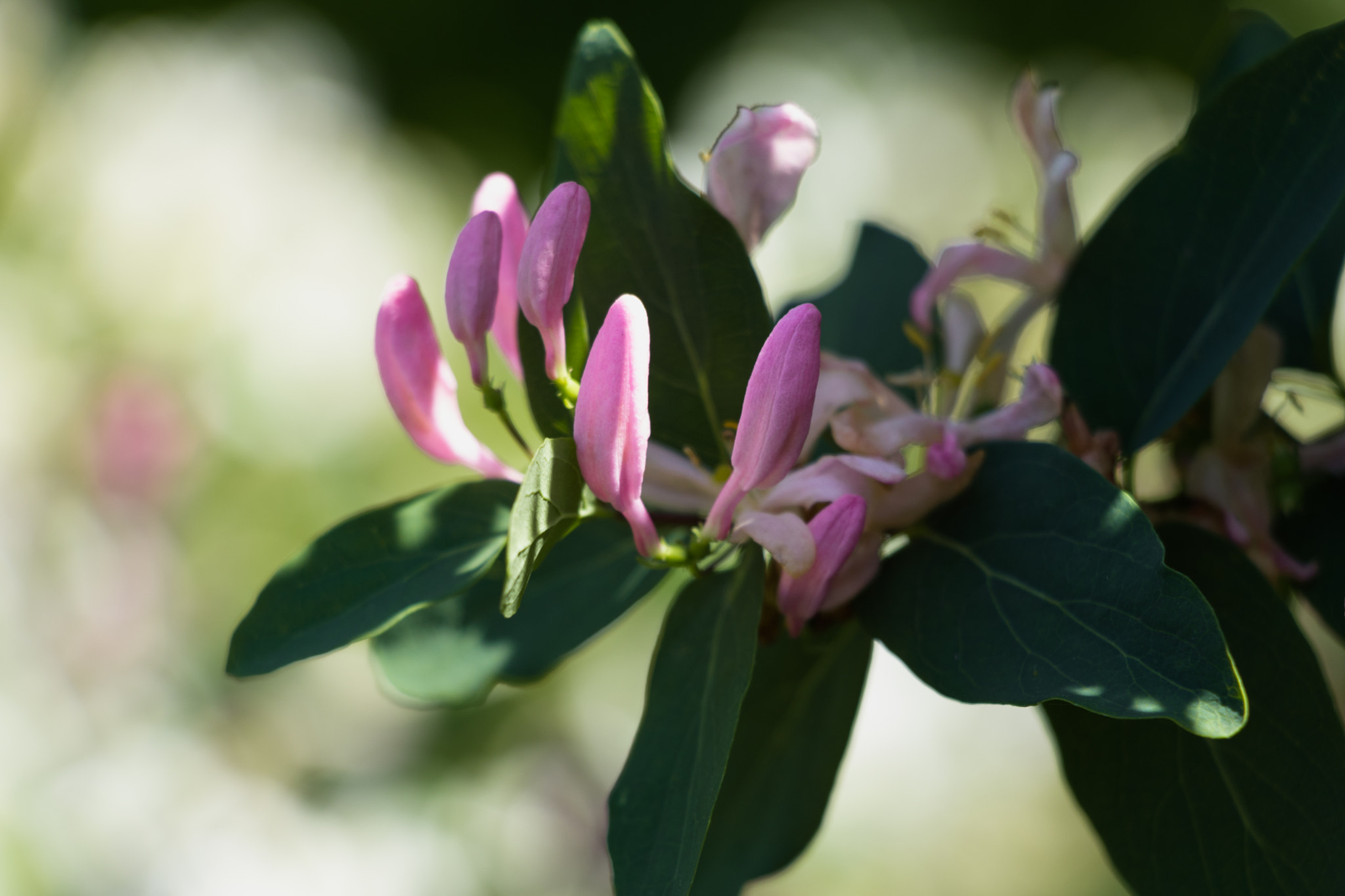 Canon EOS 800D (EOS Rebel T7i / EOS Kiss X9i) sample photo. Spring shrub with pink flowers photography