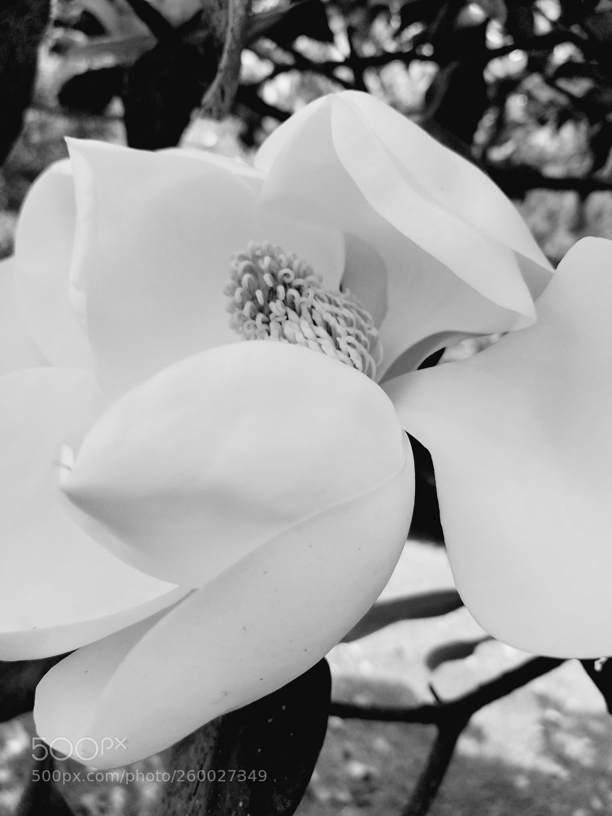 Samsung Galaxy S8 sample photo. Magnolia photography