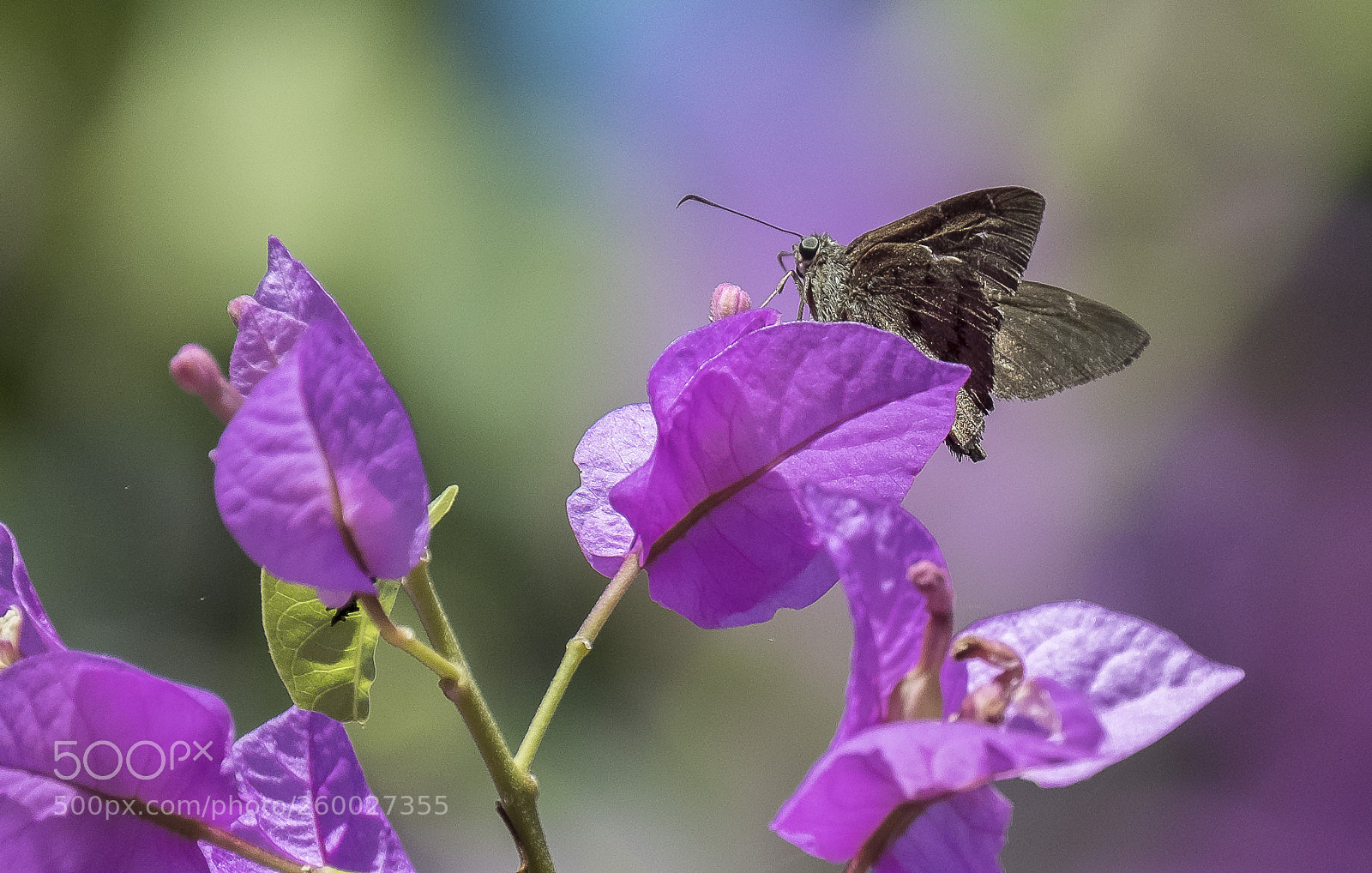 Fujifilm X-T2 sample photo. Garden wings photography