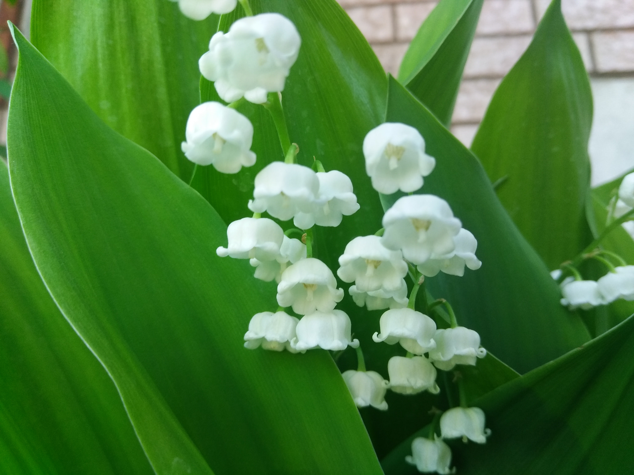 ZTE Z957 sample photo. Lily of the valley photography