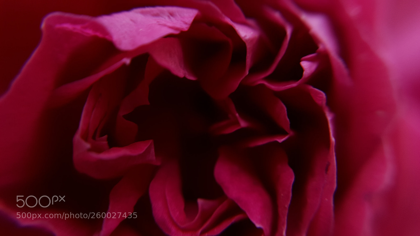 Samsung Galaxy Note5 sample photo. Flower photography