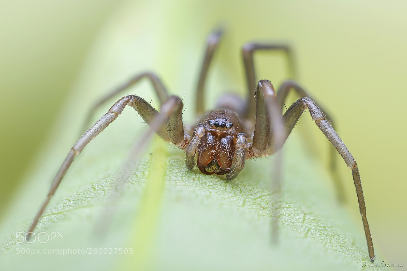 Canon EOS 6D sample photo. Corinnidae photography
