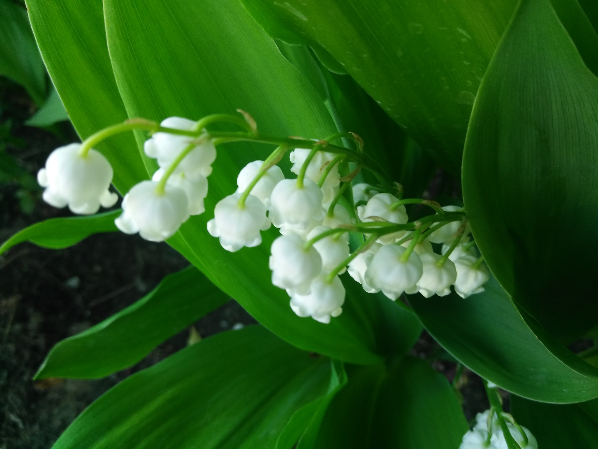 ZTE Z957 sample photo. Lily of the valley photography