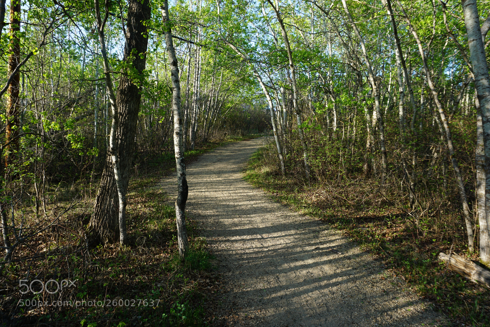 Sony a6000 sample photo. Dsc photography