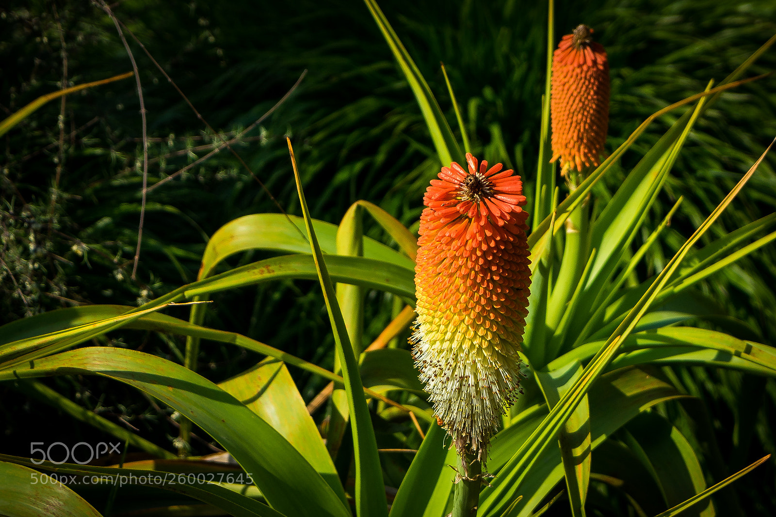 Sony a7 sample photo. Flower photography