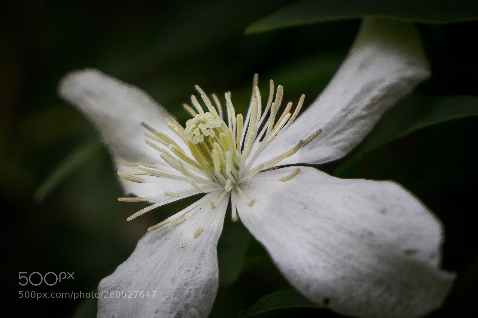 Sony a7 sample photo. Flower photography