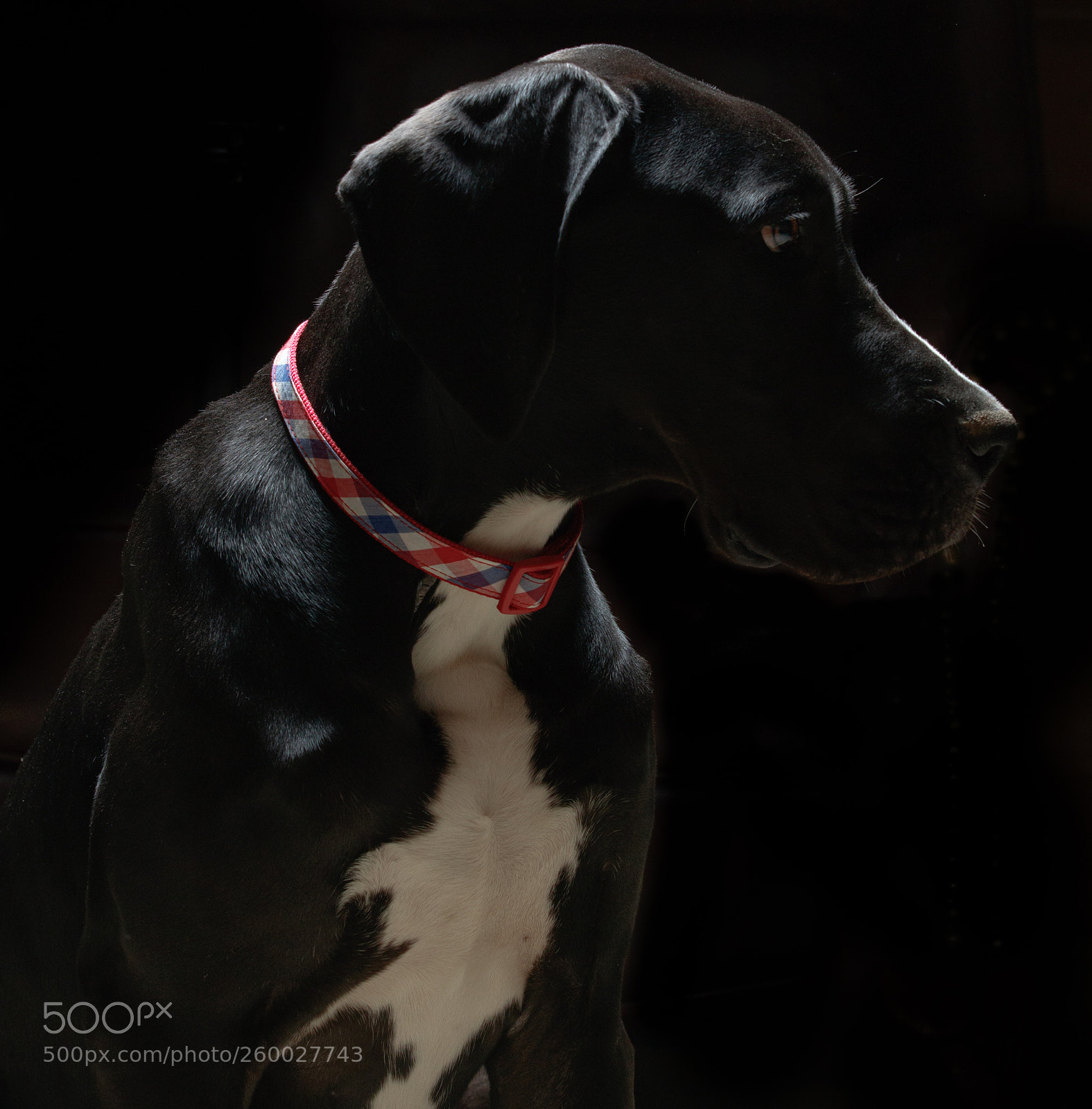 Canon EOS 7D Mark II sample photo. Low key photography