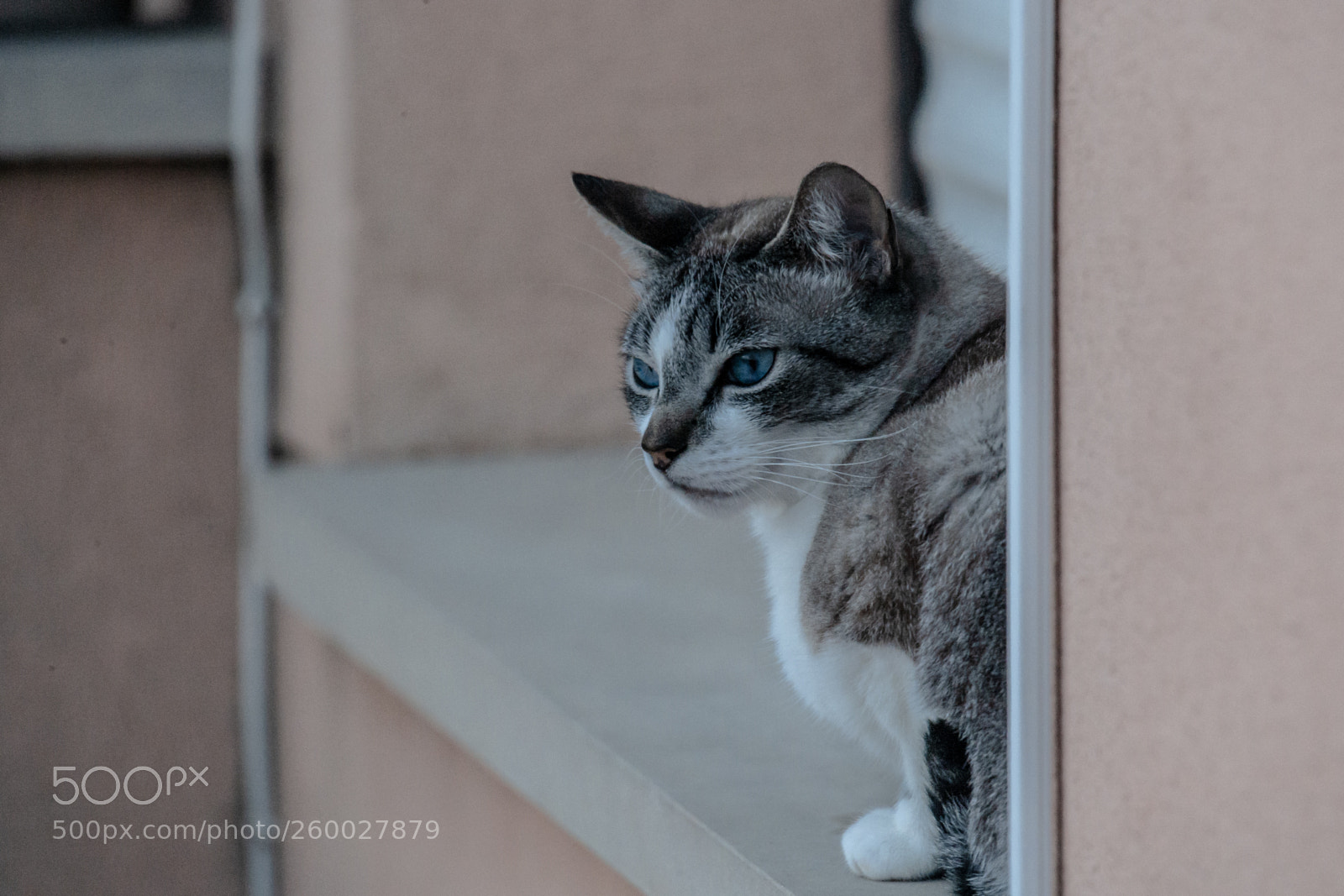 Canon EOS-1Ds Mark II sample photo. Felina photography
