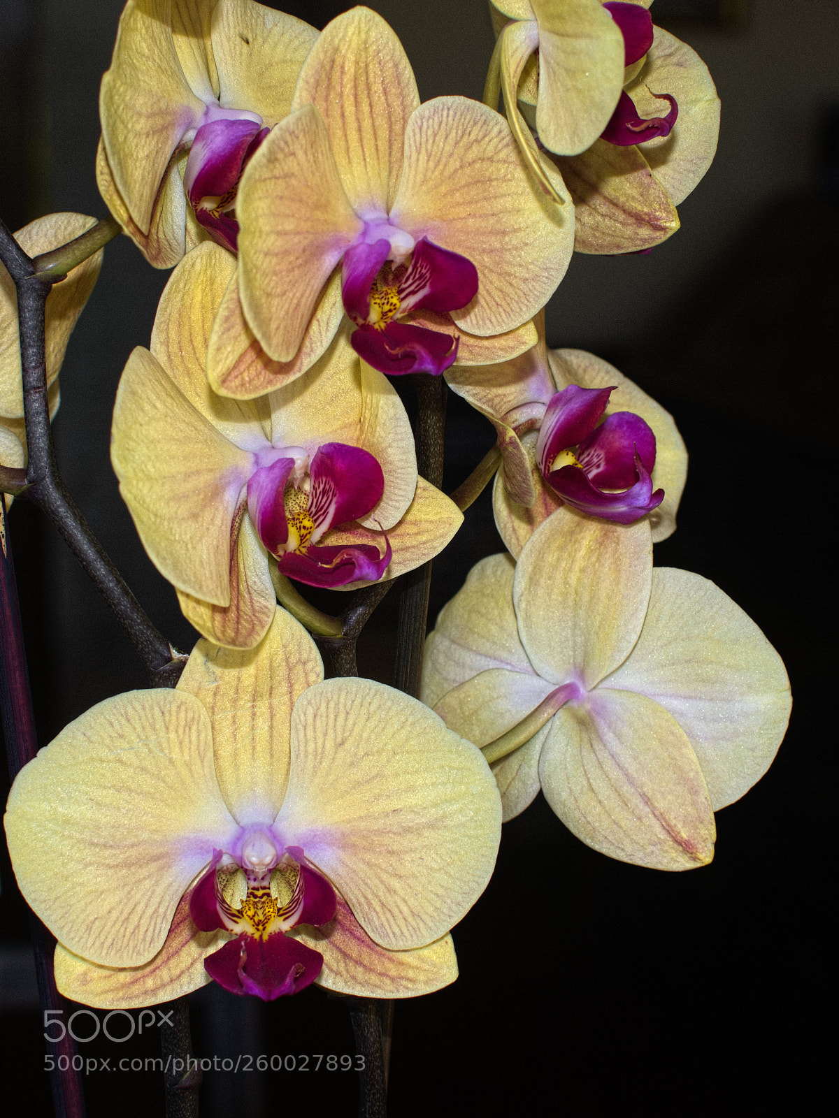 Nikon D5200 sample photo. Tales of life (53) photography