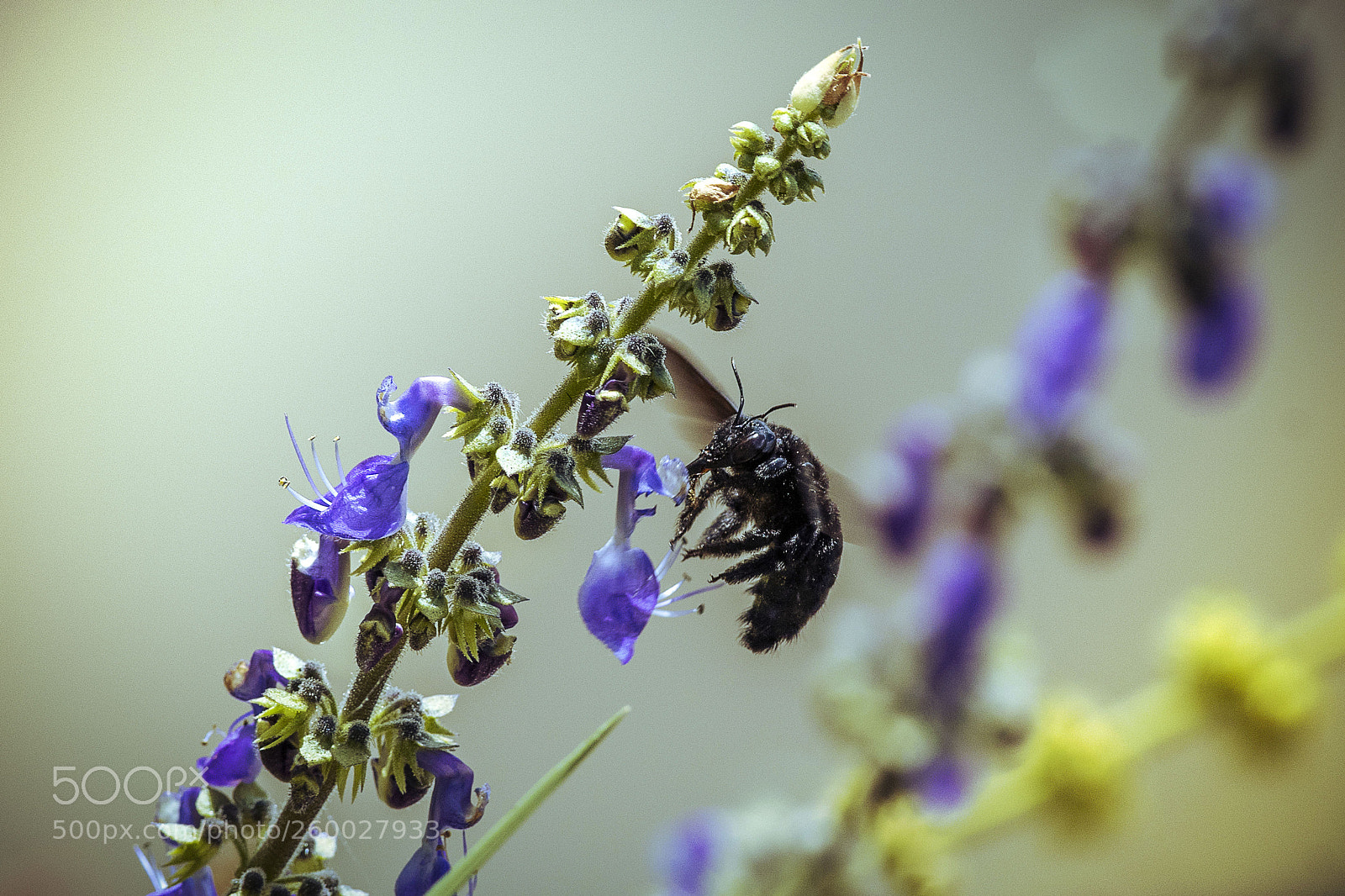 Nikon D500 sample photo. Bee photography