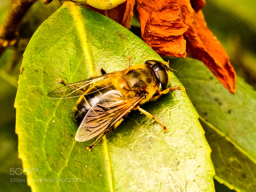 Nikon Coolpix P900 sample photo. Honey gatherer photography