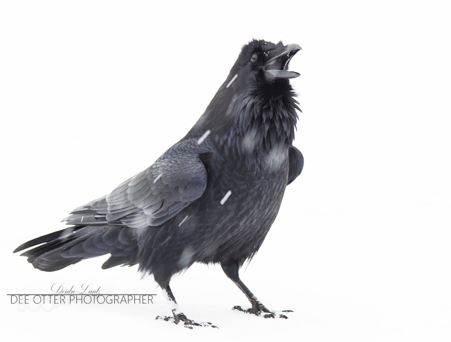 Nikon D5300 sample photo. Raven white out photography