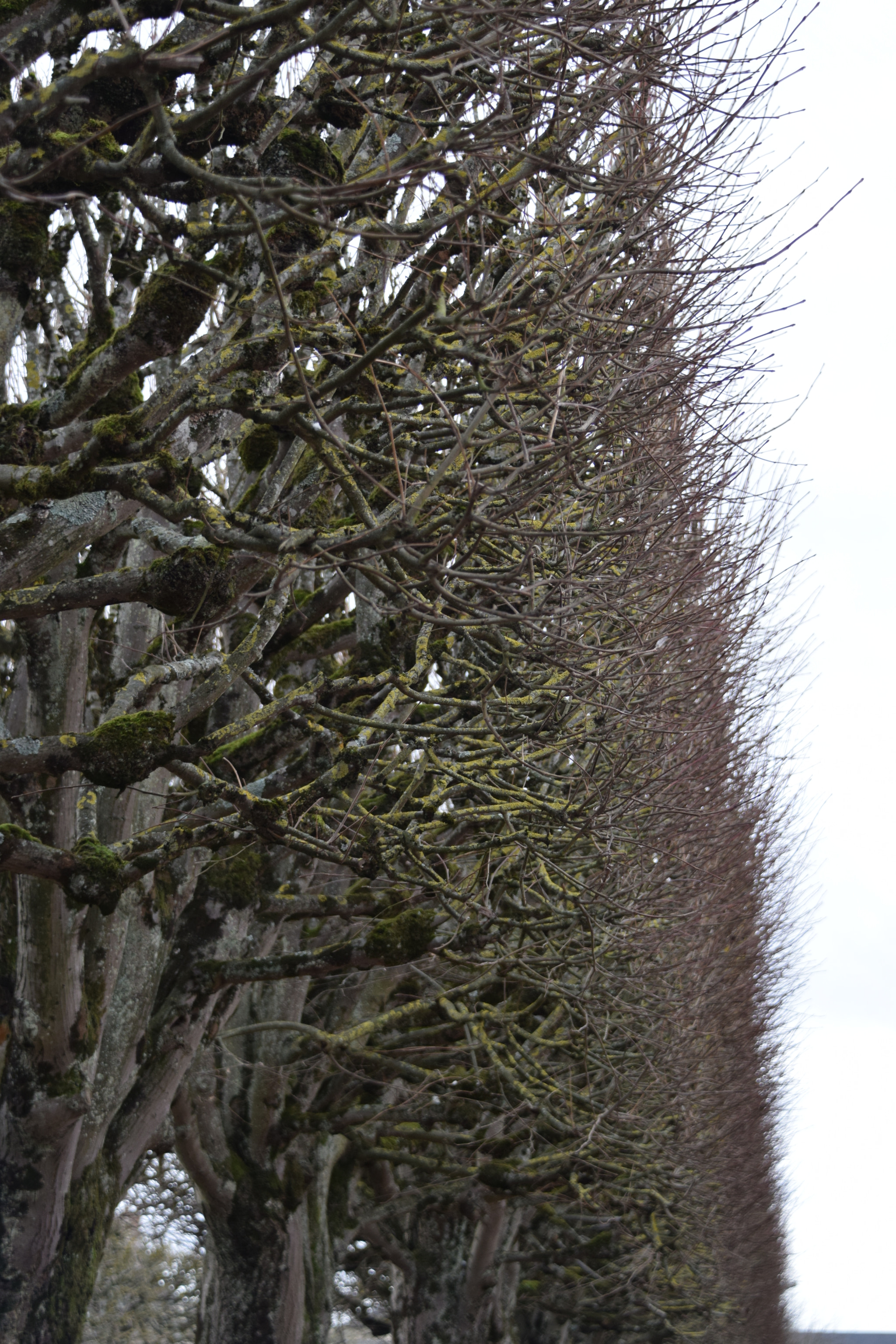 Nikon D3300 sample photo. Pinos de blois photography