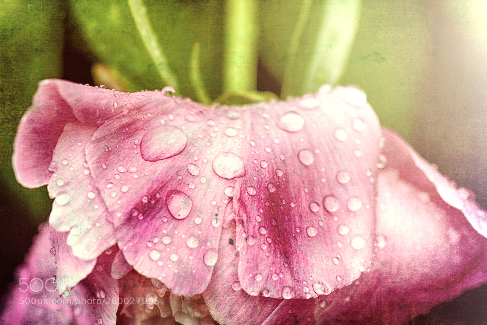 Nikon D7200 sample photo. Peony bloom photography