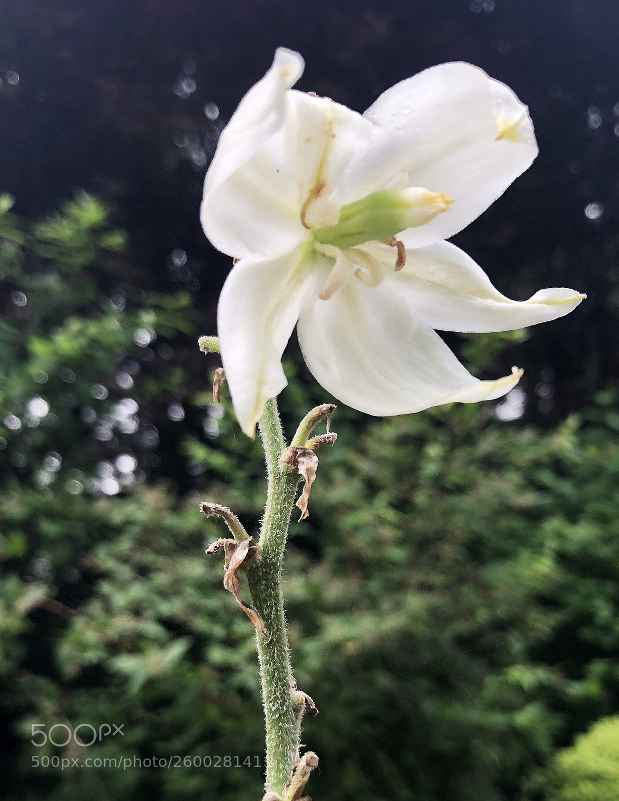 Apple iPhone X sample photo. Untitled photography