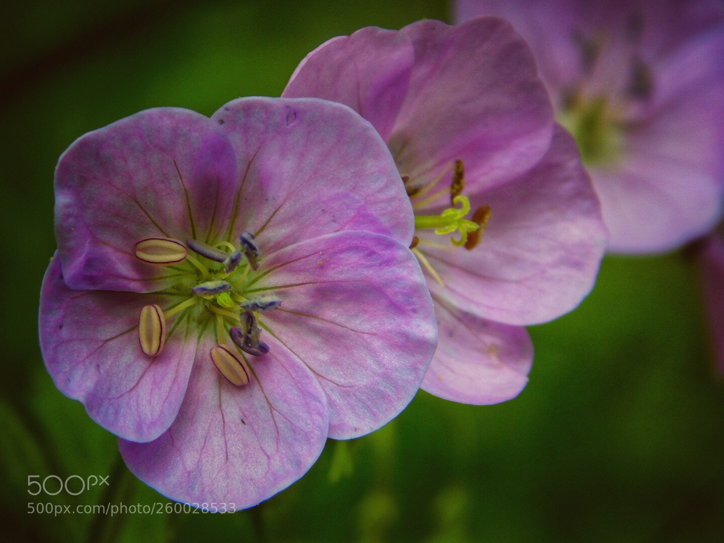 Nikon Coolpix B500 sample photo. Wildlflowers photography