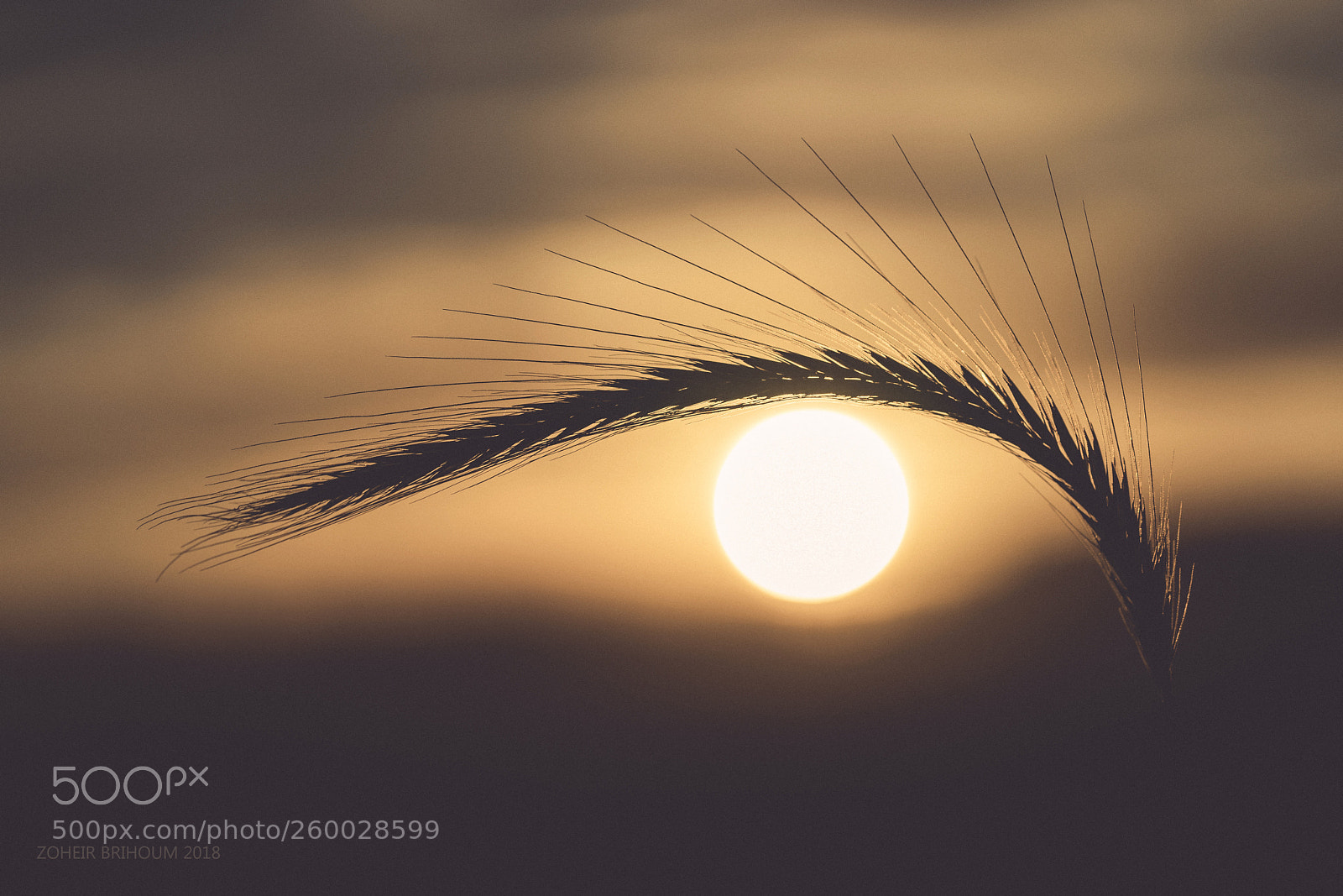 Sony a7 II sample photo. Oeil d'épi photography