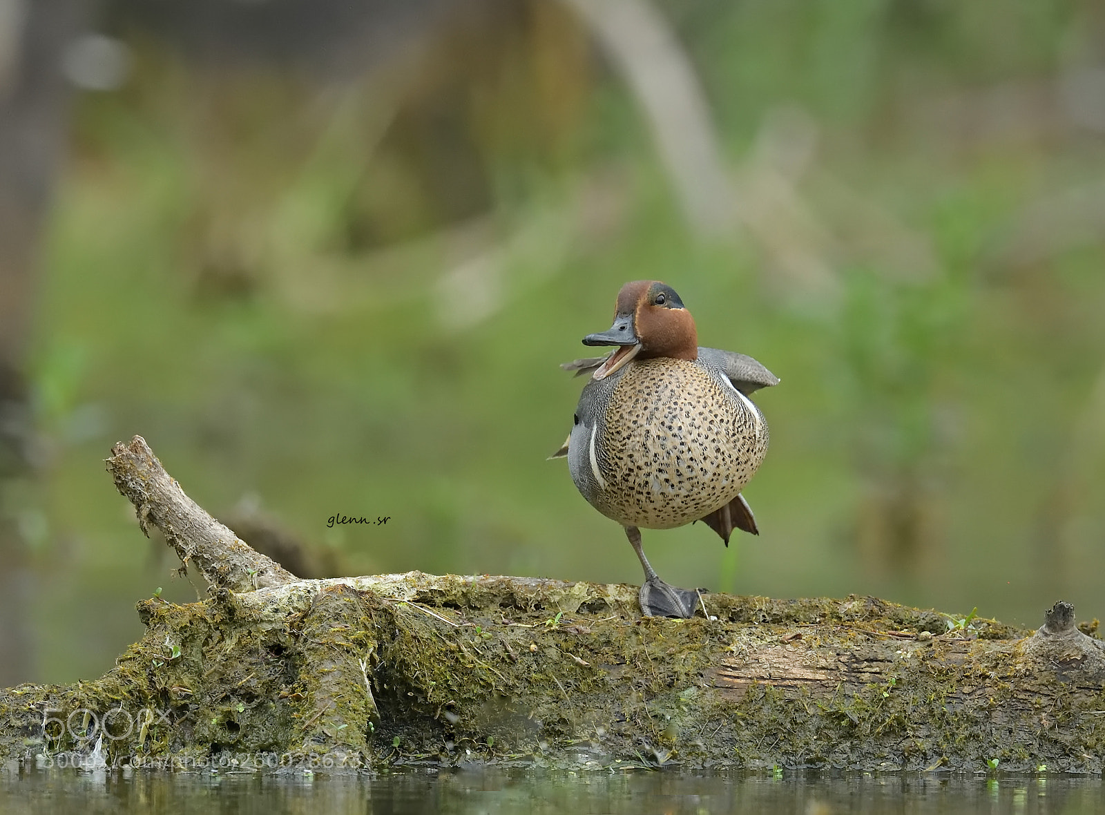 Nikon D850 sample photo. Green-winged teal photography