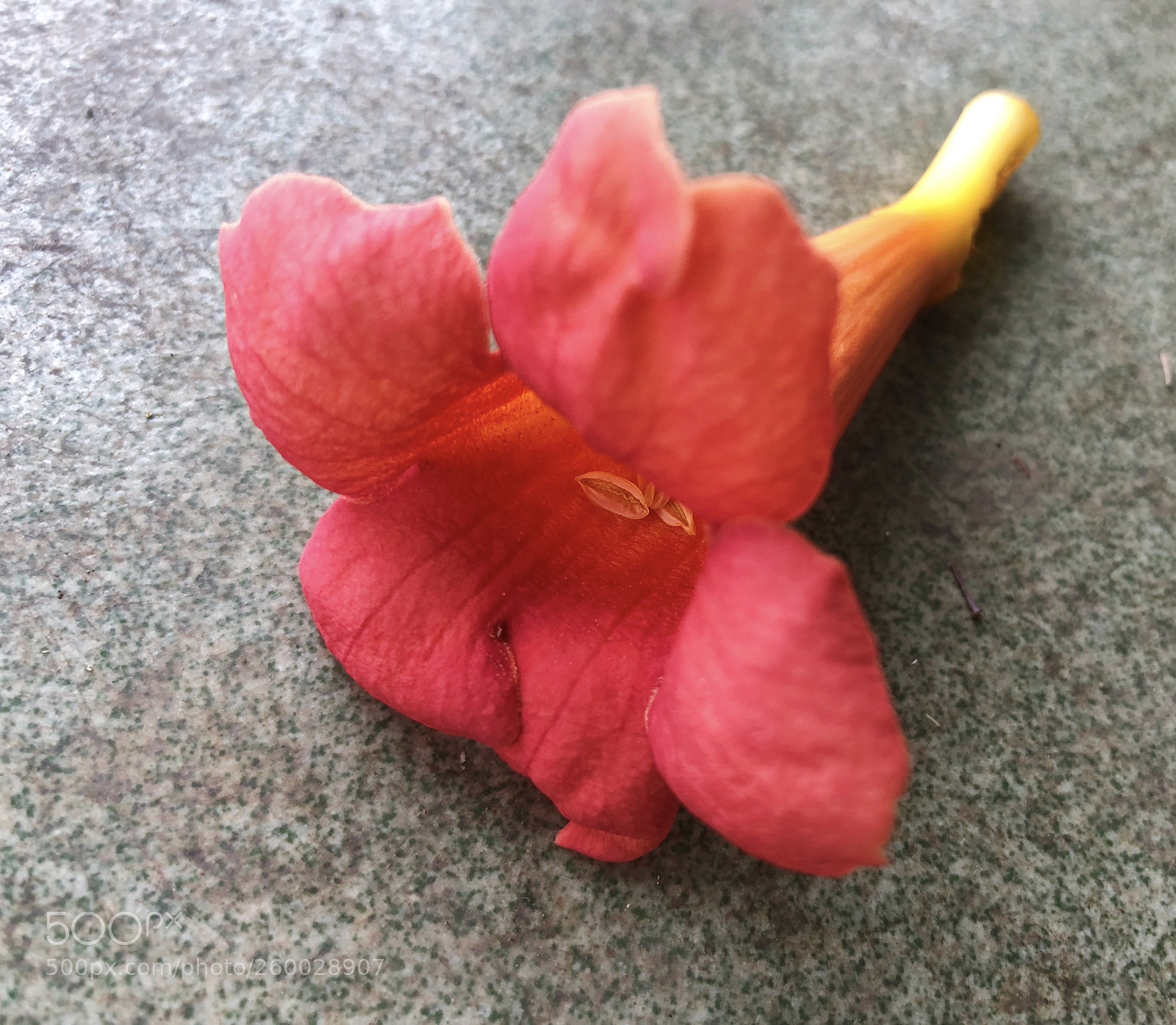 Apple iPhone X sample photo. Untitled photography