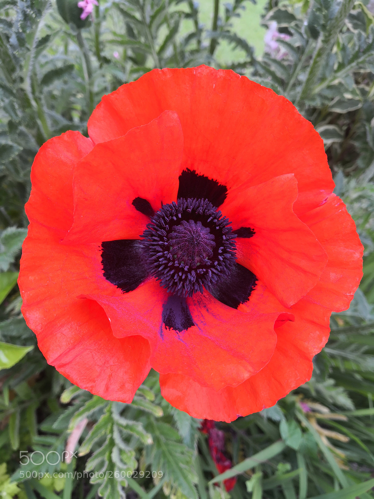 HUAWEI Mate 10 Pro sample photo. Poppy photography