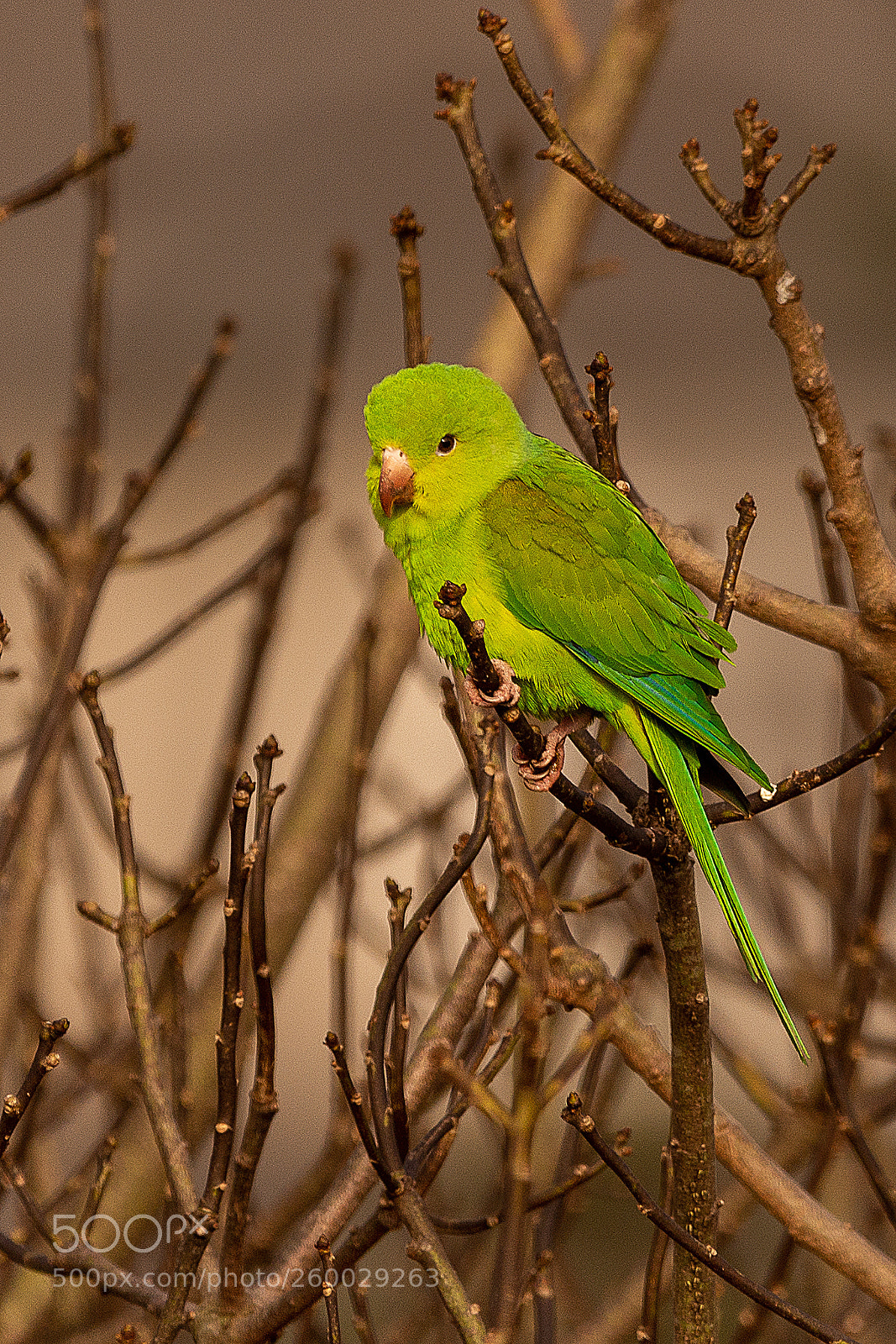 Nikon D7200 sample photo. Plain parakeet periquito rico photography