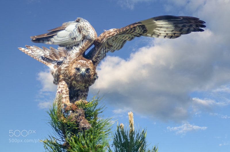 Nikon D7200 sample photo. Hawk eyes photography