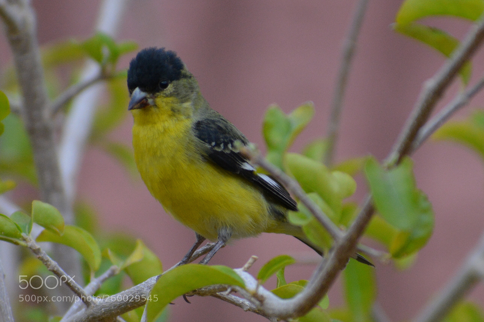 Nikon D5200 sample photo. Stare down photography