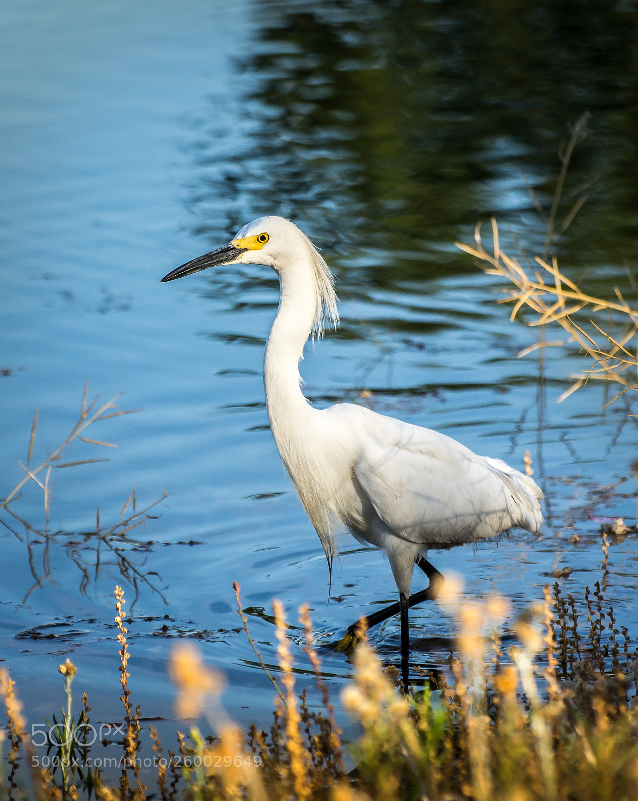 Nikon D7200 sample photo. Snowy egret photography