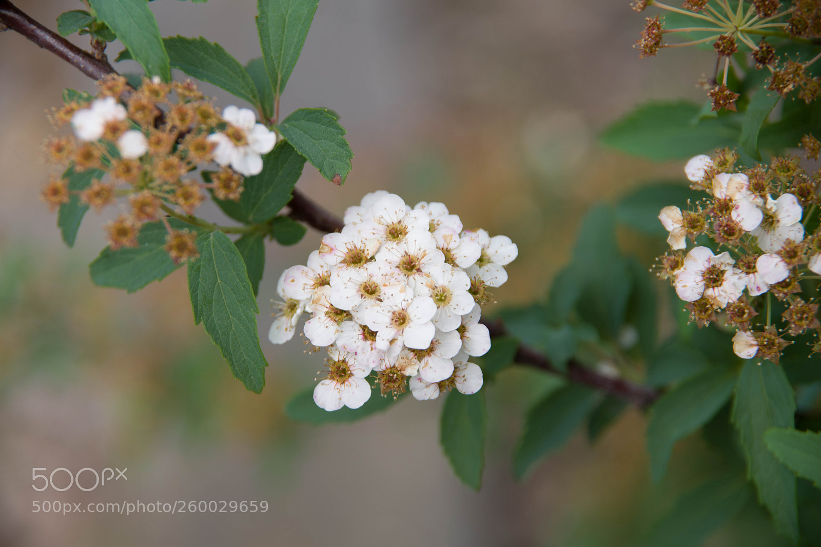 Pentax K-70 sample photo. Hanami - minh photography