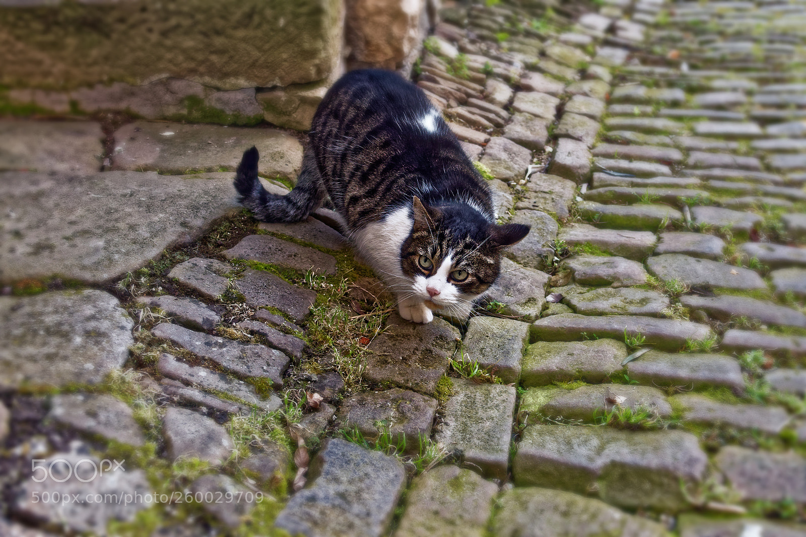 Sony Cyber-shot DSC-RX10 III sample photo. Chat gentil photography