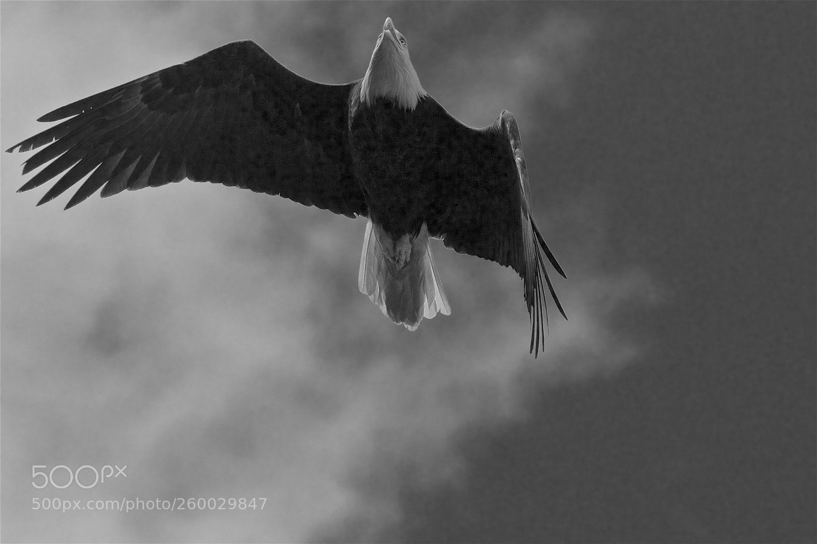 Canon EOS 7D Mark II sample photo. A bald eagle in photography