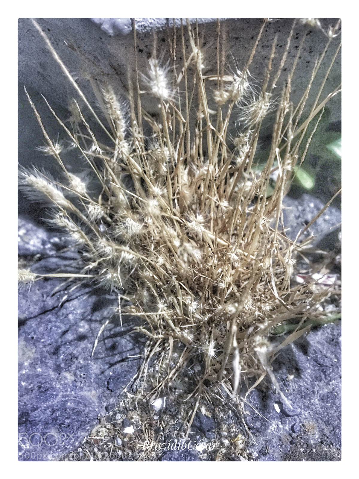 Apple iPhone 6s sample photo. Untitled photography
