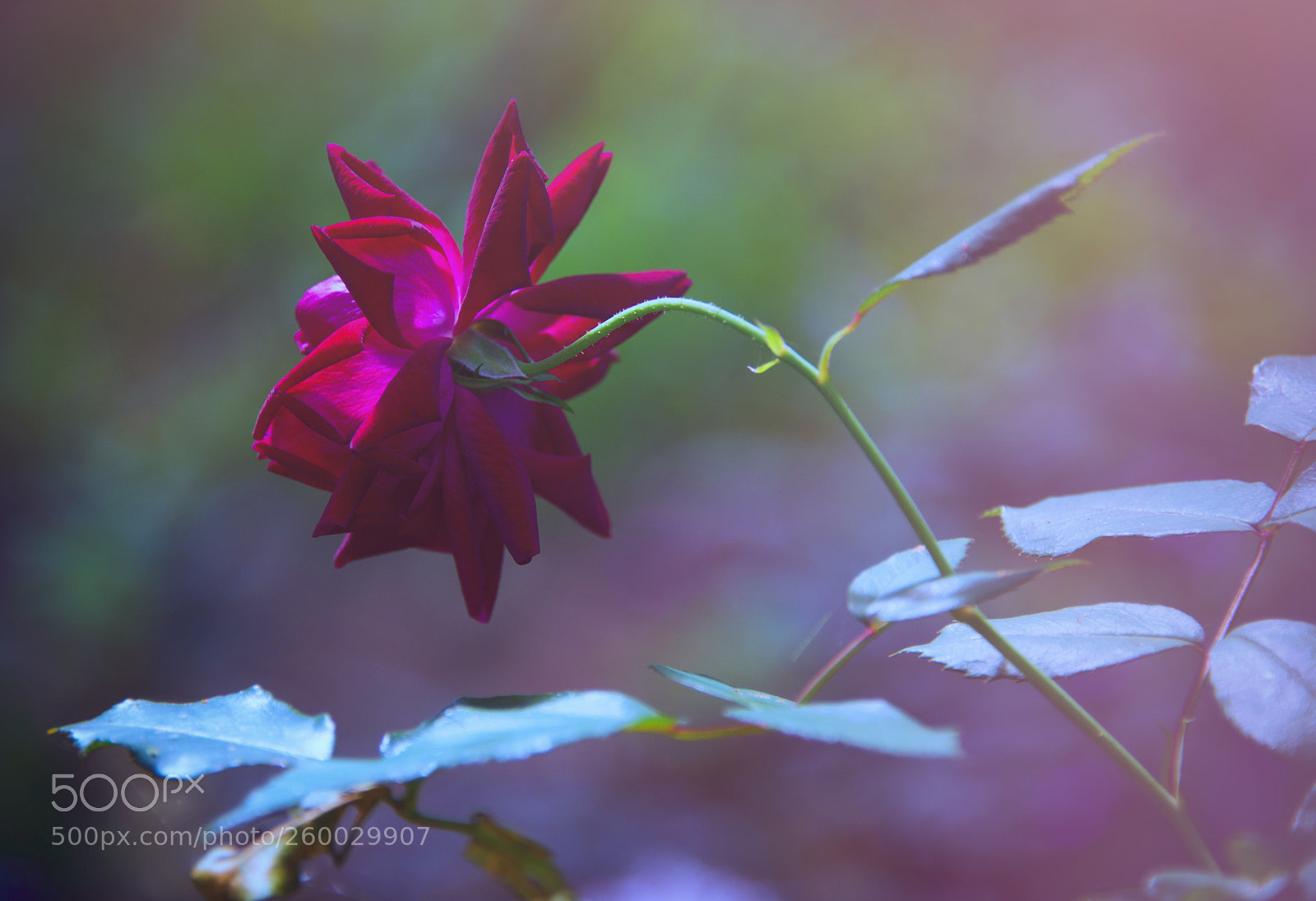 Nikon D610 sample photo. Red devil photography