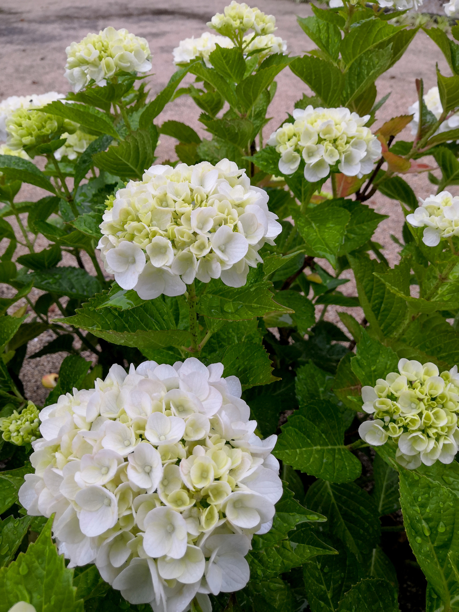 HUAWEI Honor 10 sample photo. Hydrangea photography