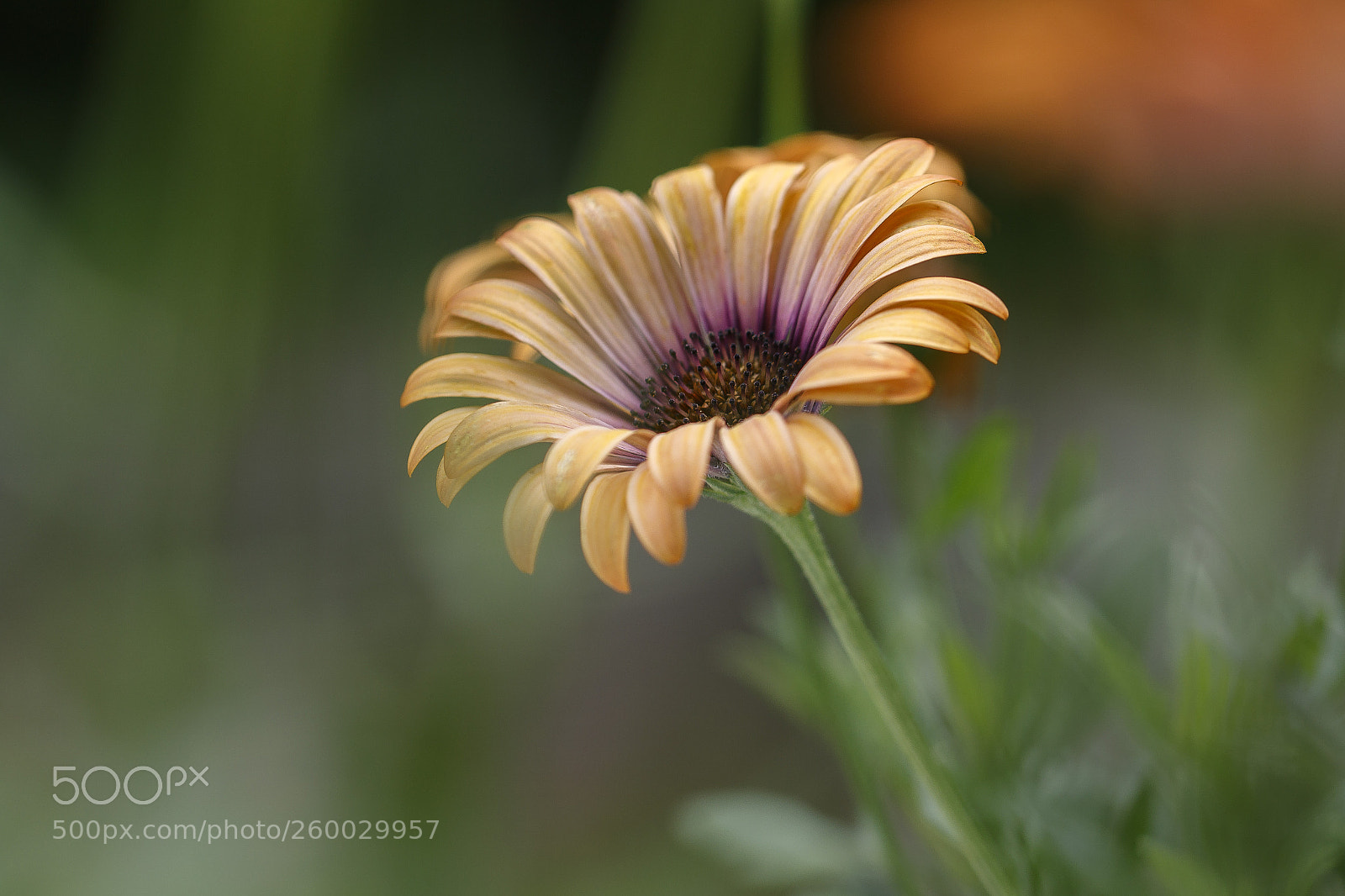 Canon EOS 7D Mark II sample photo. African daisy photography