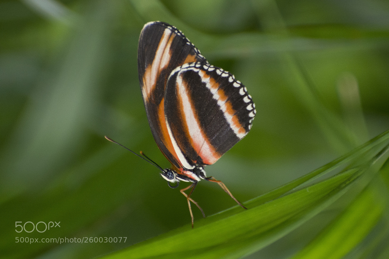 Nikon D7200 sample photo. Butterfly 2018-38 photography