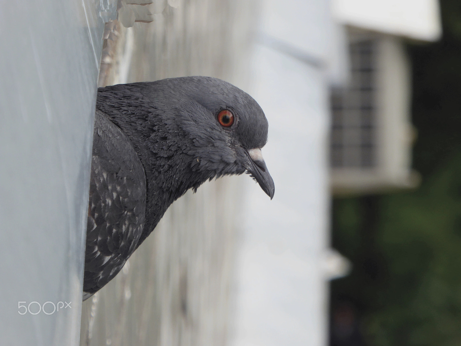 Panasonic Lumix DMC-ZS40 (Lumix DMC-TZ60) sample photo. Curious gray pigeon photography