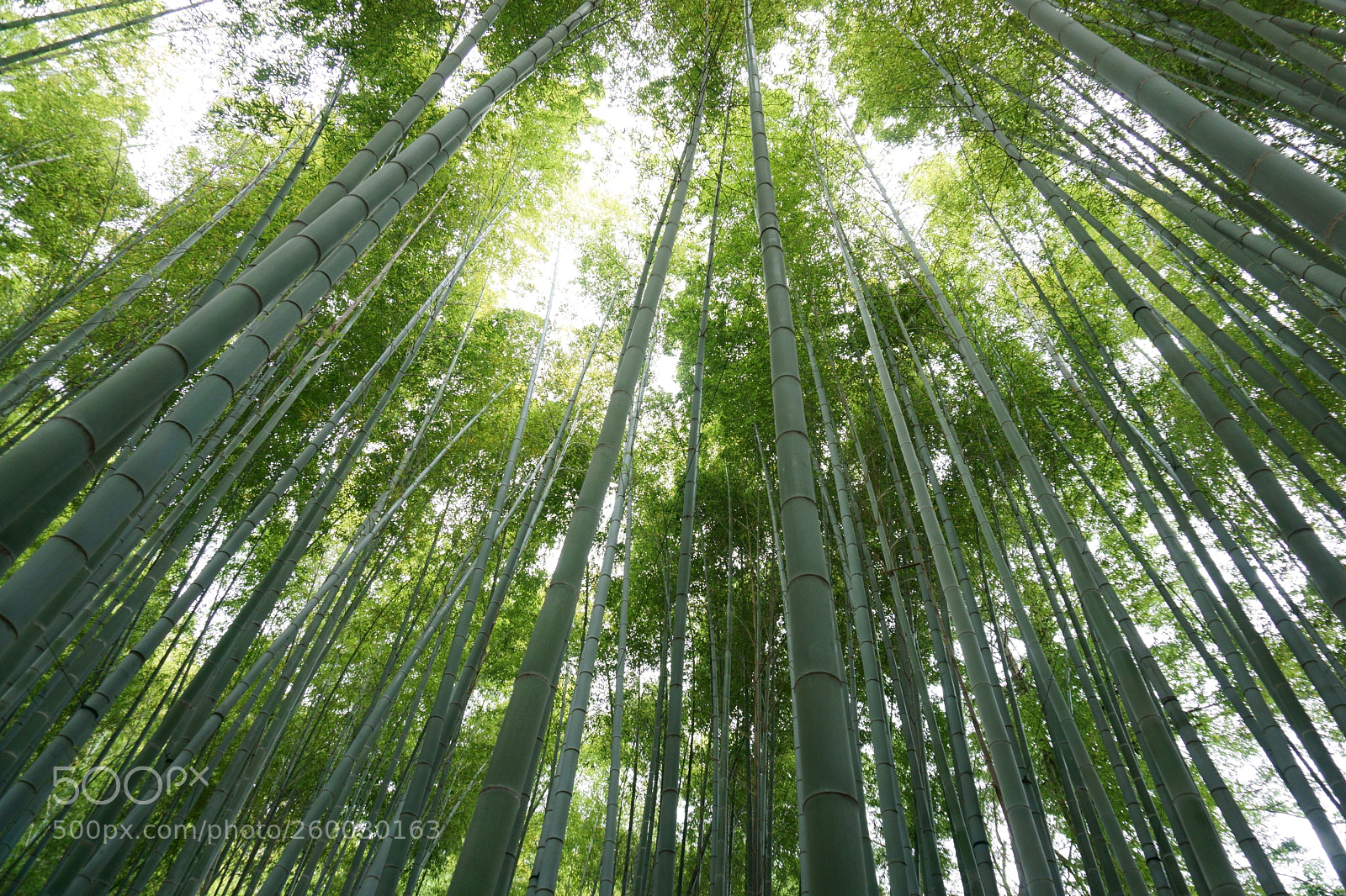 Sony a6000 sample photo. Bamboo grove photography