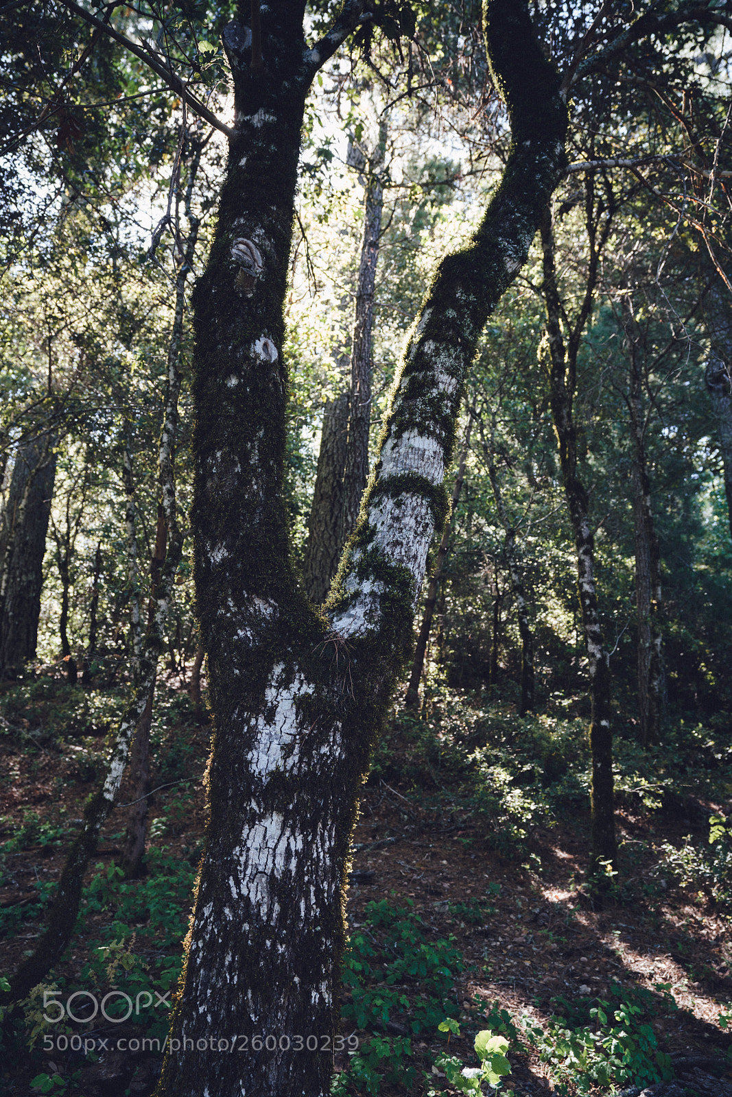 Sony a7R III sample photo. Dark woods photography