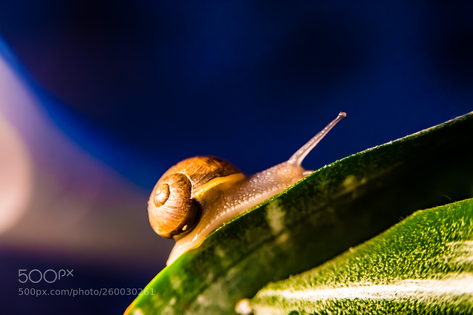Nikon D5600 sample photo. Baby snail photography